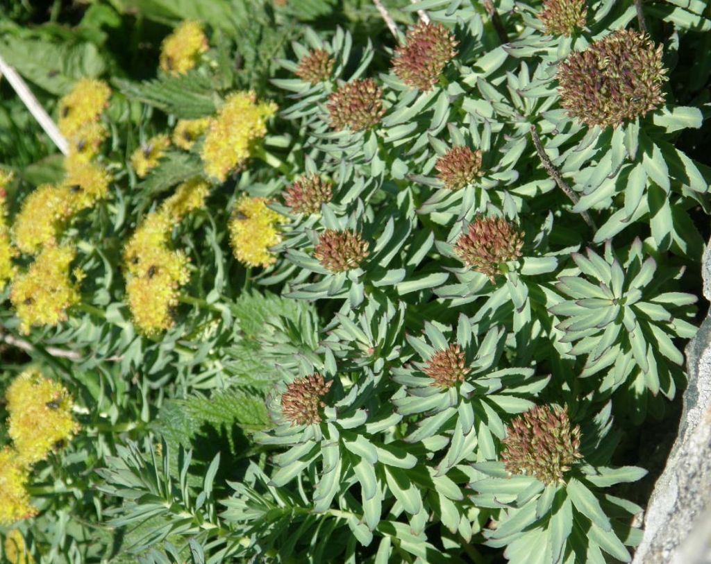 Rhodiola rosea / Rodiola rosea